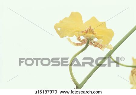 Stock Photo - Yellow Flower. Fotosearch