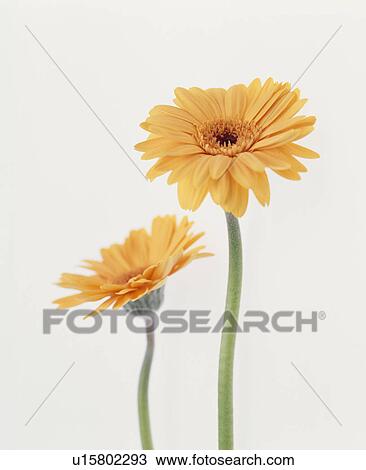 Yellow Gerberas View Large Photo Image Stock Image - Yellow Gerberas. Fotosearch