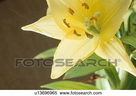 Yellow Lily View Large Photo Image Stock Photography - Yellow Lily. Fotosearch