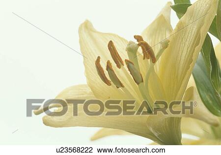 Yellow Lily With Pollen View Large Photo Image Stock Image - Yellow Lily With Pollen. Fotosearch