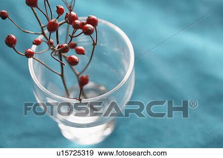 Decorative branch with berries in vase (high angle view, close-up) View Large Photo Image Stock Photo - Decorative branch with berries in vase (high angle view, close-up). Fotosearch