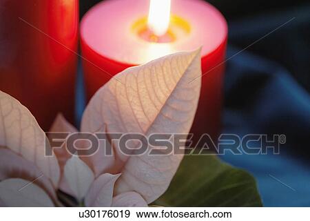 Stock Photo - Poinsettia leaves near burning candles (close-up). Fotosearch