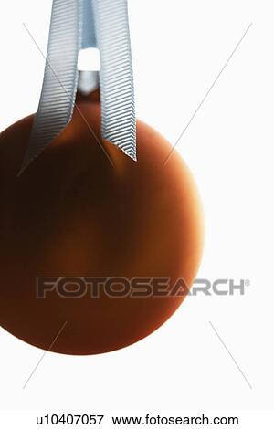 Single bauble hanging View Large Photo Image Stock Photo - Single bauble hanging. Fotosearch