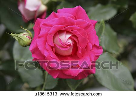 Stock Image - A Red Rose. Fotosearch