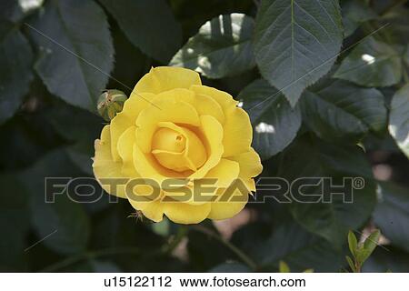 Stock Image - A Yellow Rose. Fotosearch