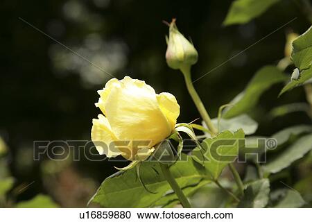 Stock Image - A Yellow Rose. Fotosearch