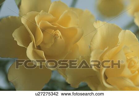 Stock Image - A Yellow Rose. Fotosearch