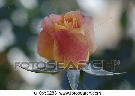 Stock Image - Orange Rose. Fotosearch