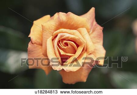 Stock Image - Orange Rose. Fotosearch