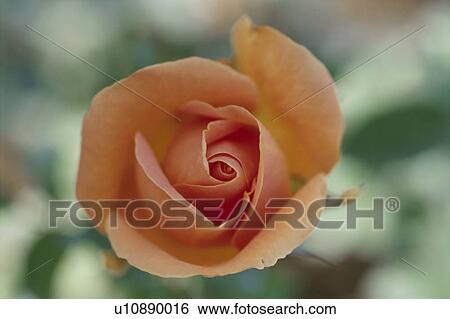 Stock Photograph - Orange Rose. Fotosearch