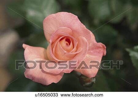 Stock Image - Pink Rose. Fotosearch