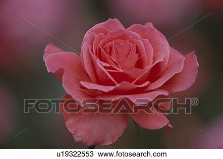 Stock Image - Pink Rose. Fotosearch