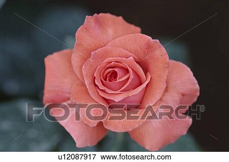 Stock Photo - Pink Rose. Fotosearch