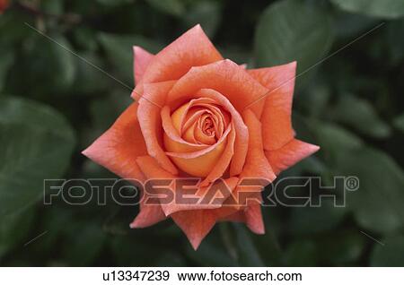 Stock Photo - Pink Rose. Fotosearch