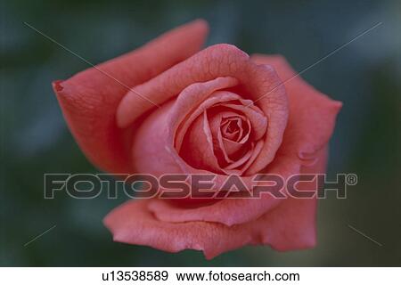Stock Photo - Pink Rose. Fotosearch