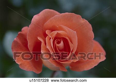 Stock Photo - Pink Rose. Fotosearch