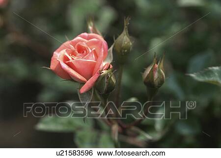 Stock Photograph - Pink Rose. Fotosearch
