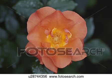 Pink Rose View Large Photo Image Stock Photograph - Pink Rose. Fotosearch