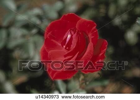 Red Rose View Large Photo Image Stock Image - Red Rose. Fotosearch