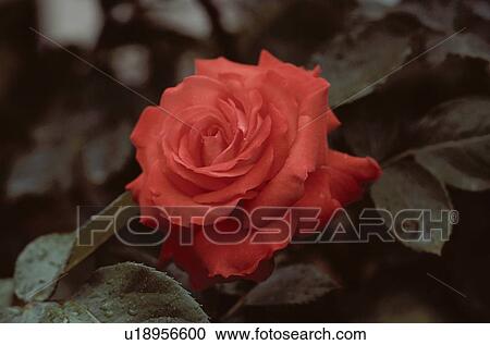 Stock Image - Red Rose. Fotosearch