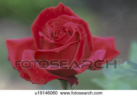 Stock Image - Red Rose. Fotosearch