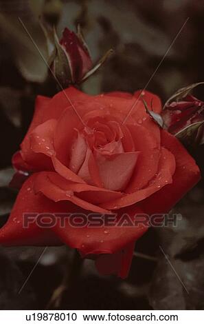 Stock Image - Red Rose. Fotosearch