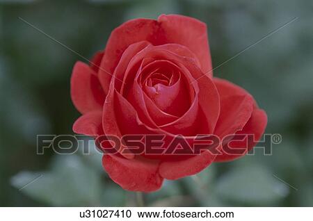 Stock Image - Red Rose. Fotosearch