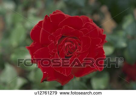 Stock Photo - Red Rose. Fotosearch
