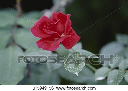 Stock Photograph - Red Rose. Fotosearch