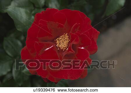 Red Rose View Large Photo Image Stock Photograph - Red Rose. Fotosearch