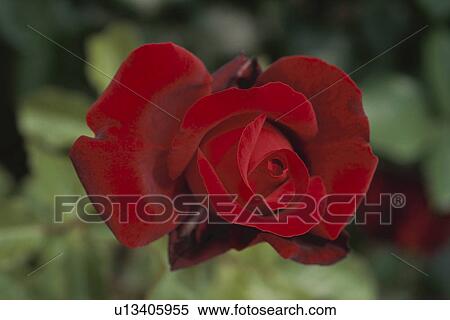 Red Rose View Large Photo Image Stock Photography - Red Rose. Fotosearch