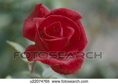 Stock Photography - Red Rose. Fotosearch