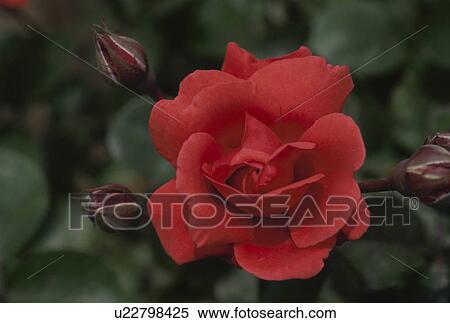 Red Rose View Large Photo Image Stock Photography - Red Rose. Fotosearch