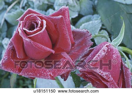 Stock Image - Red Roses In Frost. Fotosearch