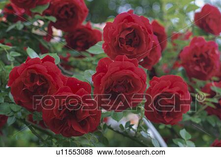Stock Photo - Red Roses. Fotosearch