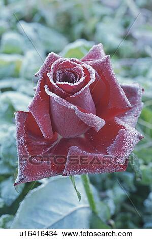 Picture - Rose In Frost. Fotosearch