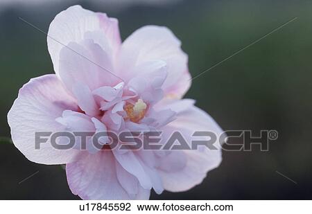 Rose Of Sharon View Large Photo Image Stock Image - Rose Of Sharon. Fotosearch