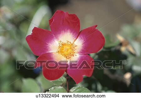 Rose (One Layer) View Large Photo Image Picture - Rose (One Layer). Fotosearch