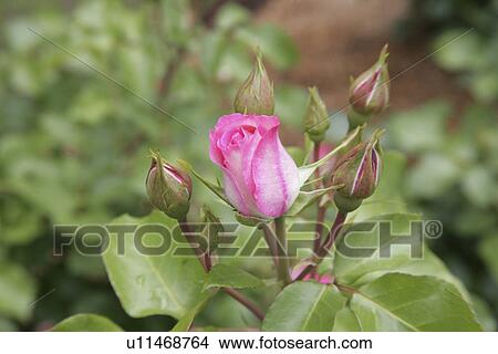Picture - Rose. Fotosearch