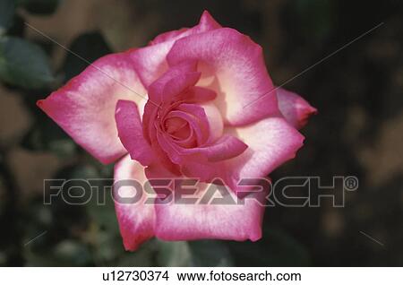 Picture - Rose. Fotosearch