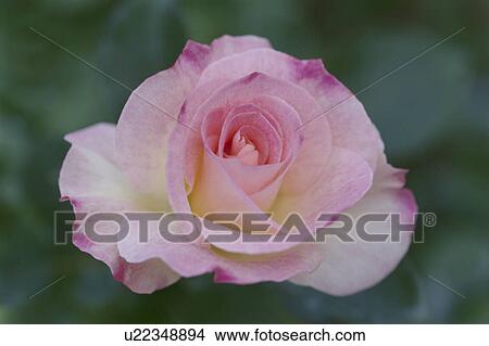 Picture - Rose. Fotosearch