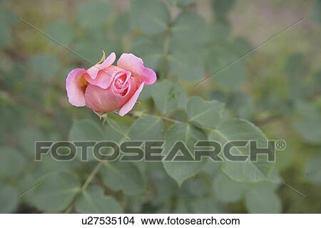 Picture - Rose. Fotosearch