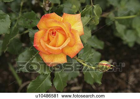 Stock Image - Rose. Fotosearch
