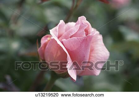 Stock Image - Rose. Fotosearch
