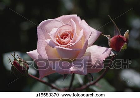 Stock Image - Rose. Fotosearch