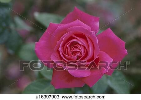 Rose View Large Photo Image Stock Image - Rose. Fotosearch