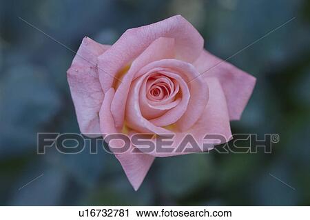 Stock Image - Rose. Fotosearch