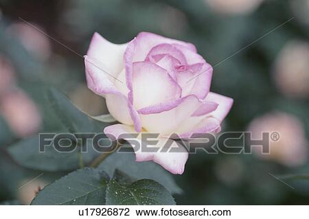 Stock Image - Rose. Fotosearch
