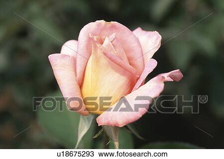 Stock Image - Rose. Fotosearch