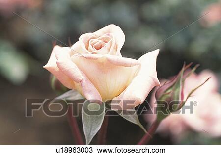Stock Image - Rose. Fotosearch